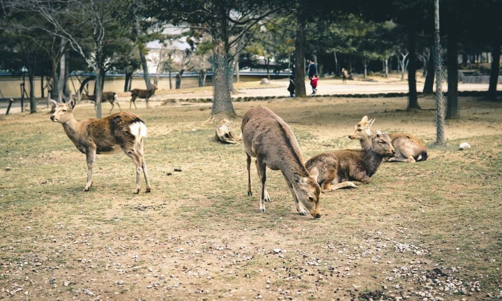 Nara Deer Park