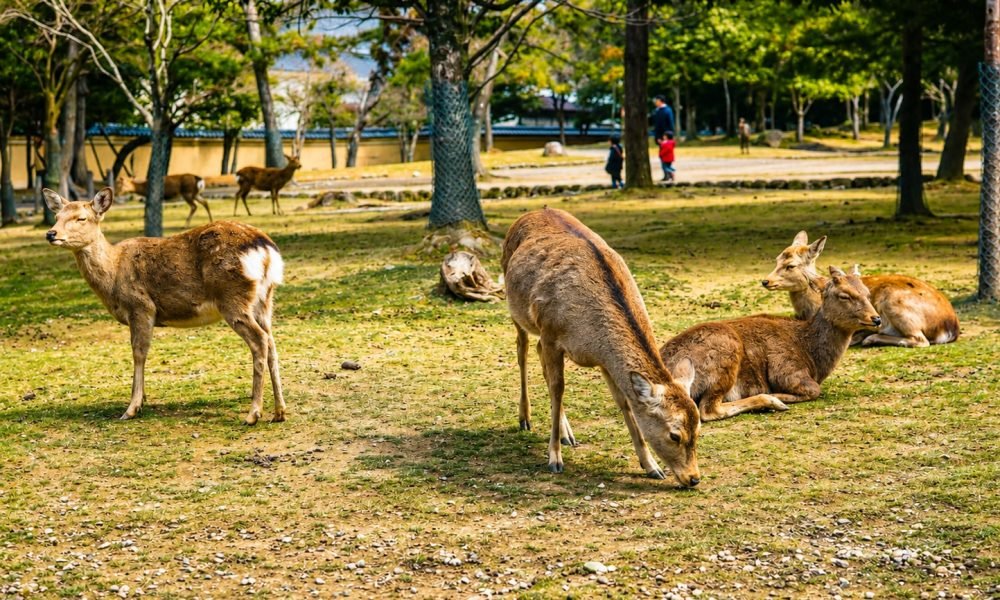 Nara Deer Park