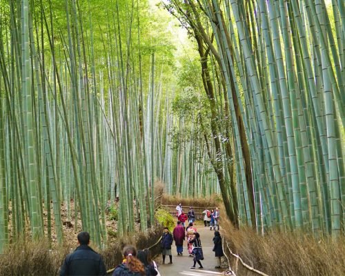 Sagano Bamboo Arashiyama