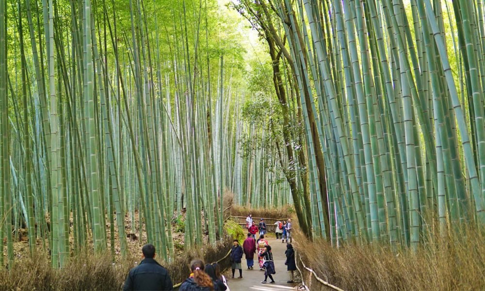 Sagano Bamboo Arashiyama